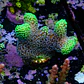Stylophora Pistillata Green - Thumbnail 2