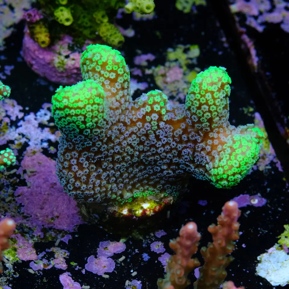 Stylophora Pistillata Green 2