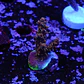 Acropora tyree pinky the bear  - Thumbnail 1