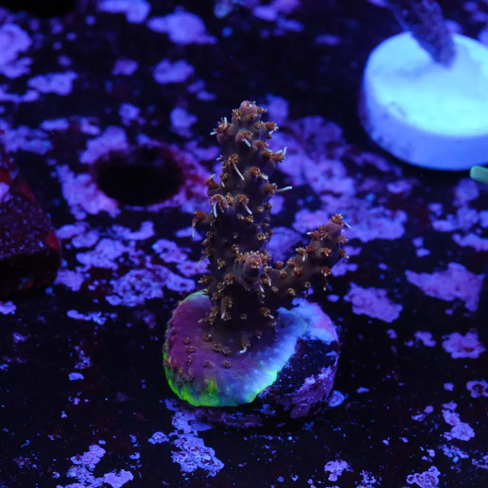 Acropora tyree pinky the bear  1