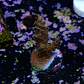 Acropora tyree pinky the bear  - Thumbnail 2