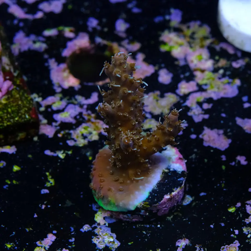 Acropora tyree pinky the bear  2