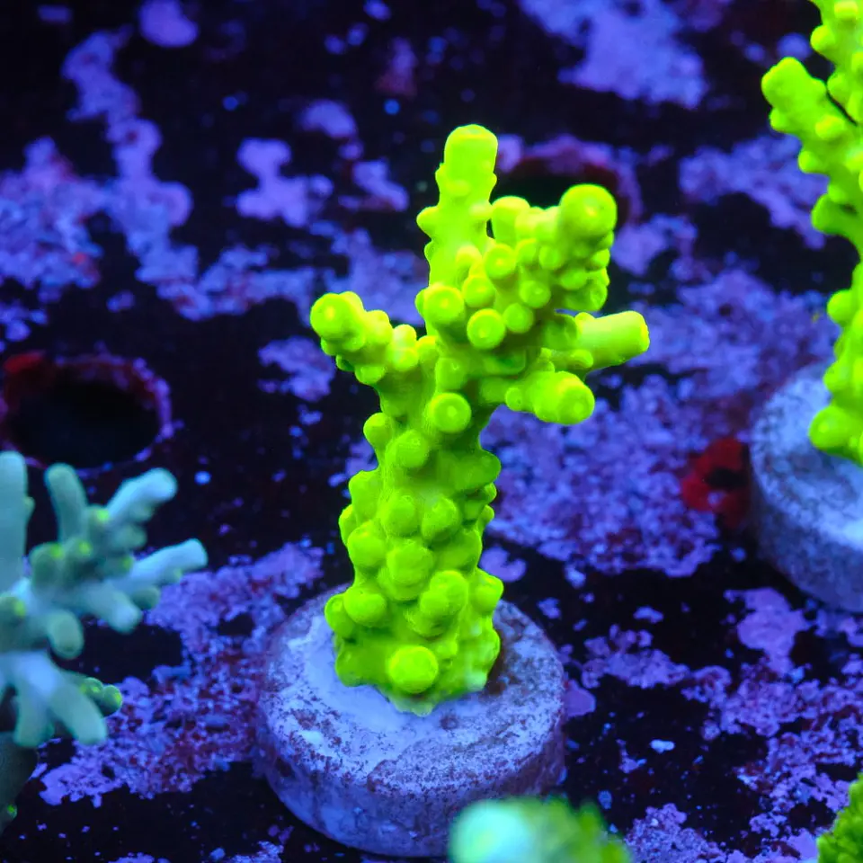 Acropora tortuosa ultra 1