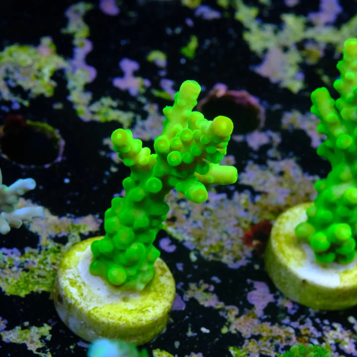 Acropora tortuosa ultra 2