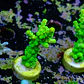 Acropora tortuosa ultra - Thumbnail 2