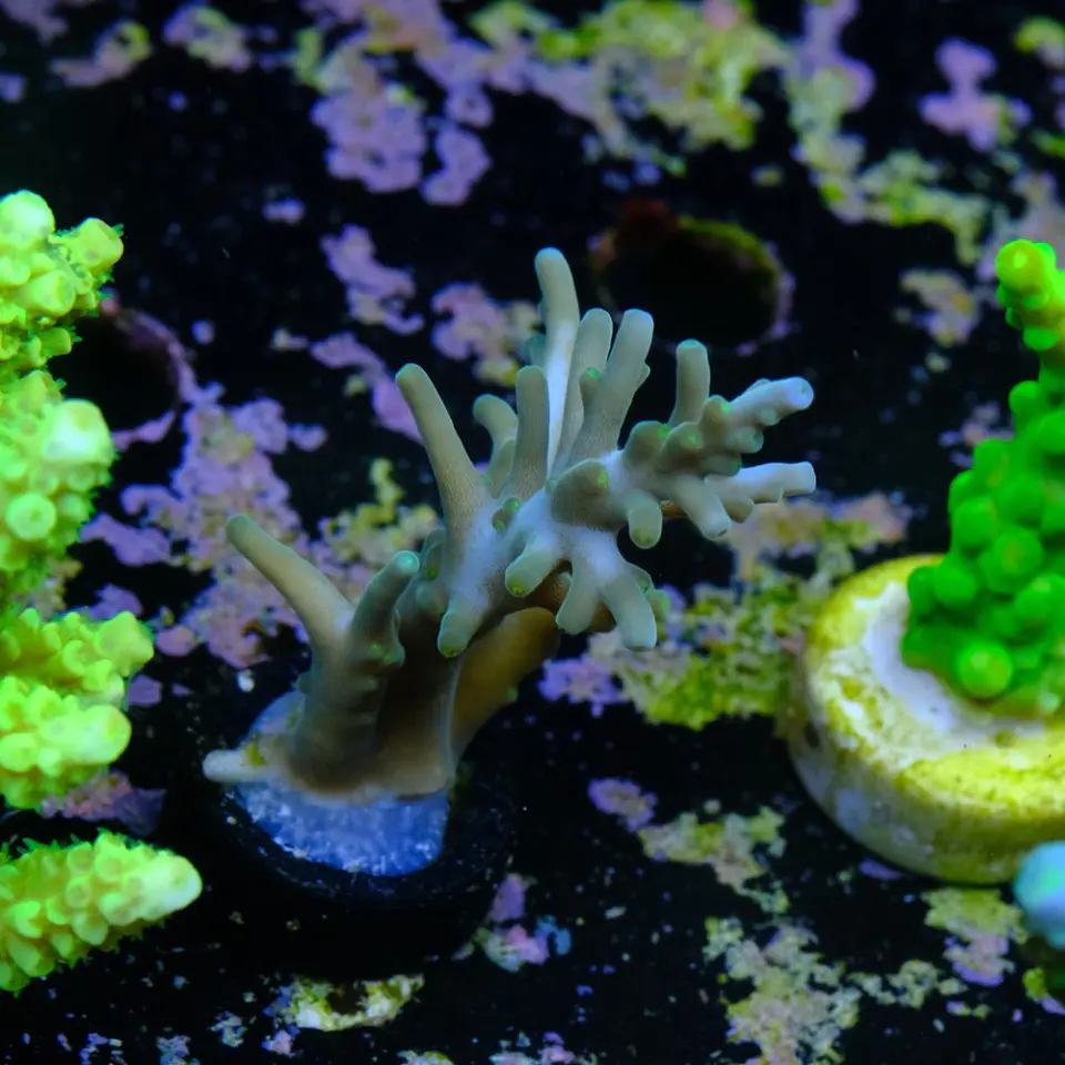 Acropora echinata 2