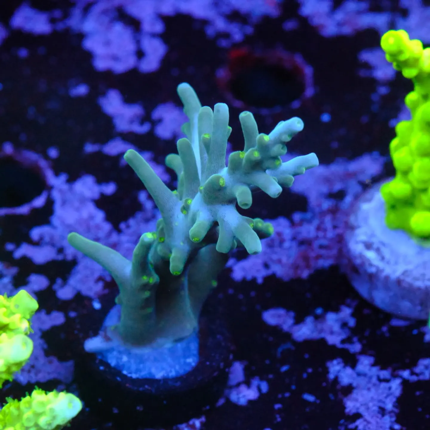 Acropora echinata 1