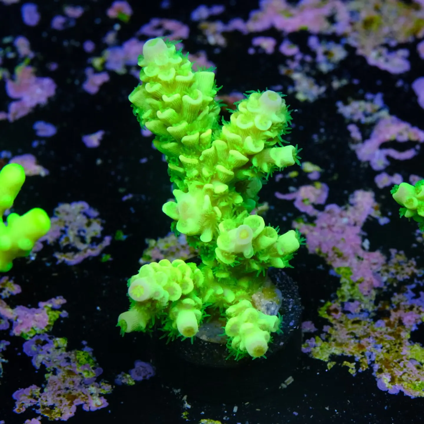 Acropora tenuis peter pan 2