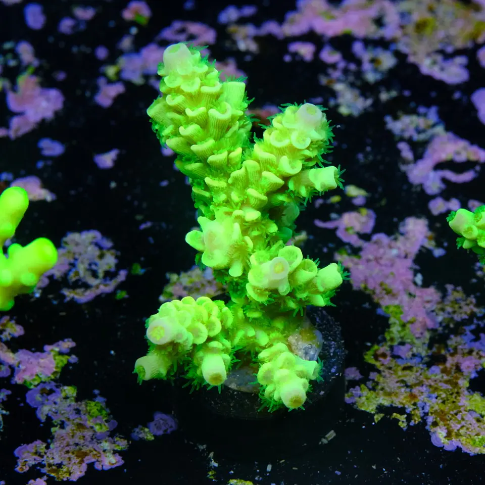 Acropora tenuis peter pan 2