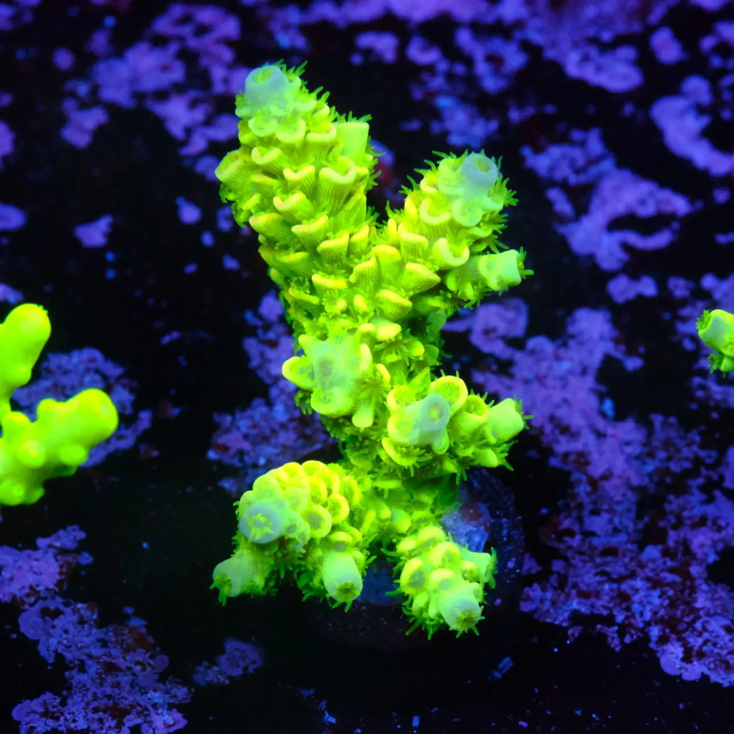 Acropora tenuis peter pan 1