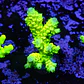 Acropora tenuis peter pan - Thumbnail 1