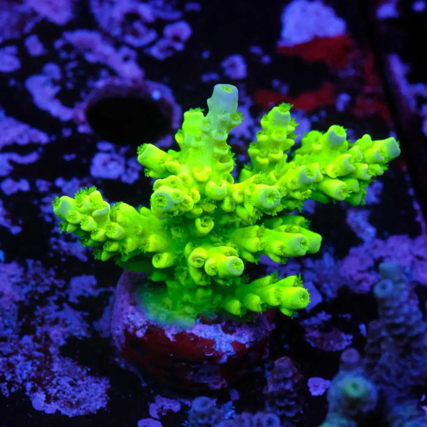 Acropora tenuis peter pan 1