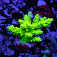 Acropora tenuis peter pan - Thumbnail 1