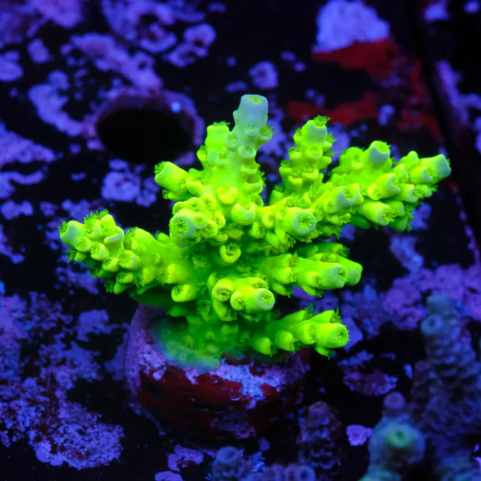 Acropora tenuis peter pan 1