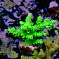 Acropora tenuis peter pan - Thumbnail 2