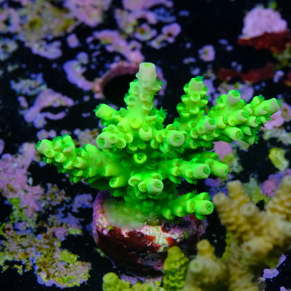 Acropora tenuis peter pan 2