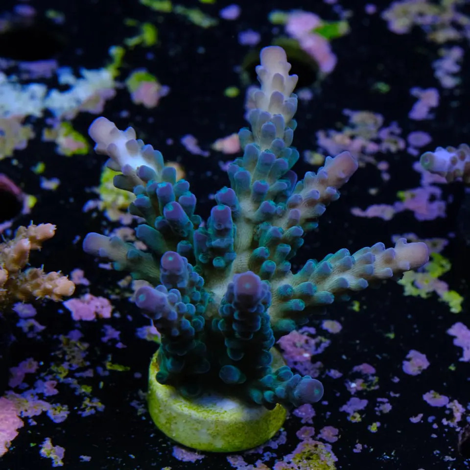 Acropora austera 2