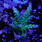 Acropora austera - Thumbnail 1