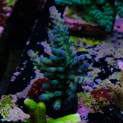 Acropora austera