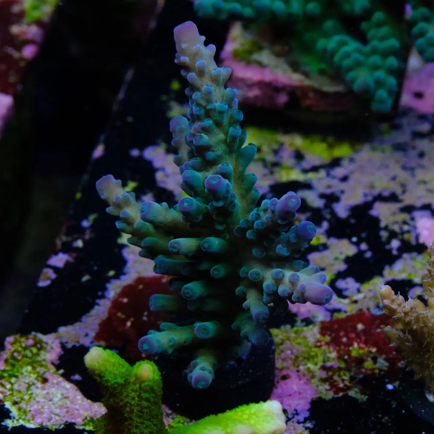 Acropora austera 2