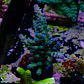 Acropora austera - Thumbnail 2