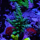 Acropora austera - Thumbnail 1