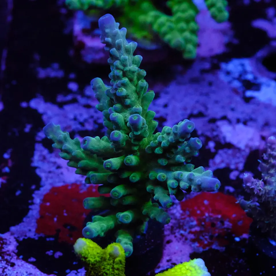Acropora austera 1