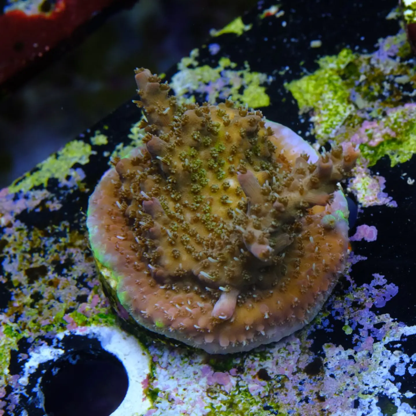 Acropora tyree pinky the bear  2