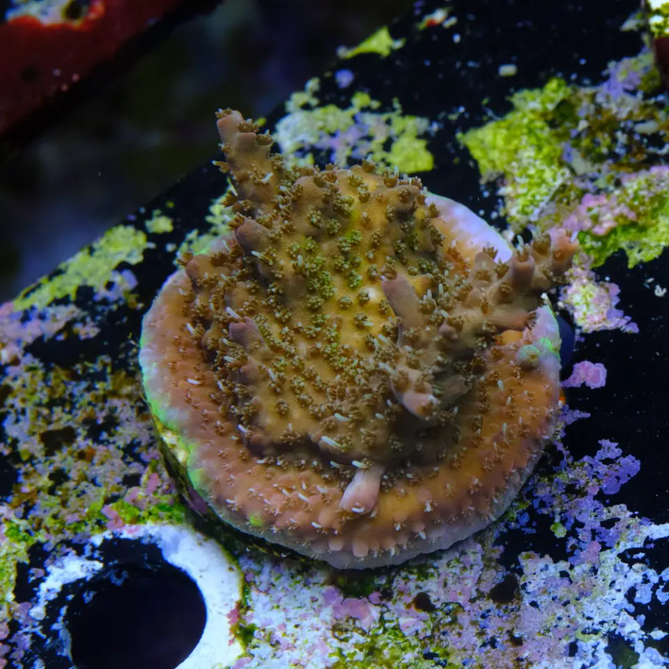 Acropora tyree pinky the bear  2
