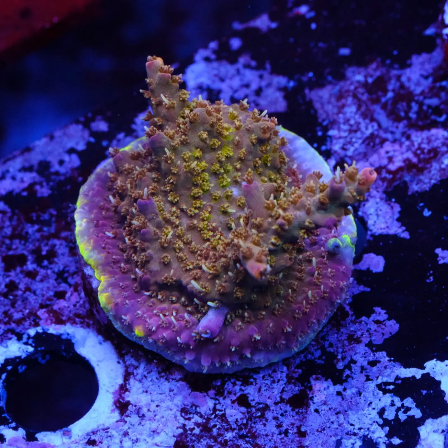 Acropora tyree pinky the bear  1