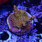 Acropora tyree pinky the bear  - Thumbnail 1