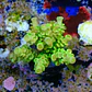 Acropora tenuis peter pan - Thumbnail 2