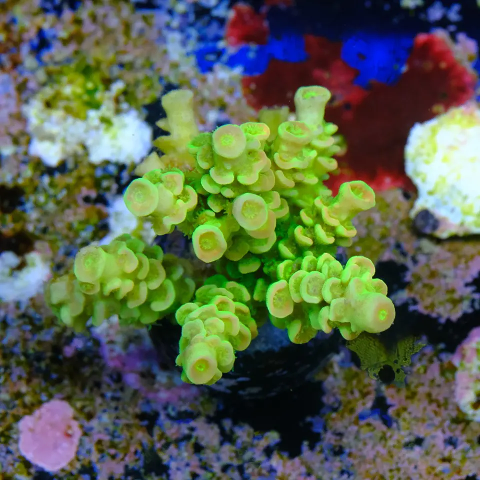 Acropora tenuis peter pan 2