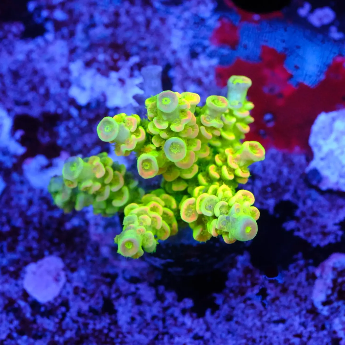 Acropora tenuis peter pan 1