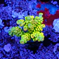 Acropora tenuis peter pan - Thumbnail 1