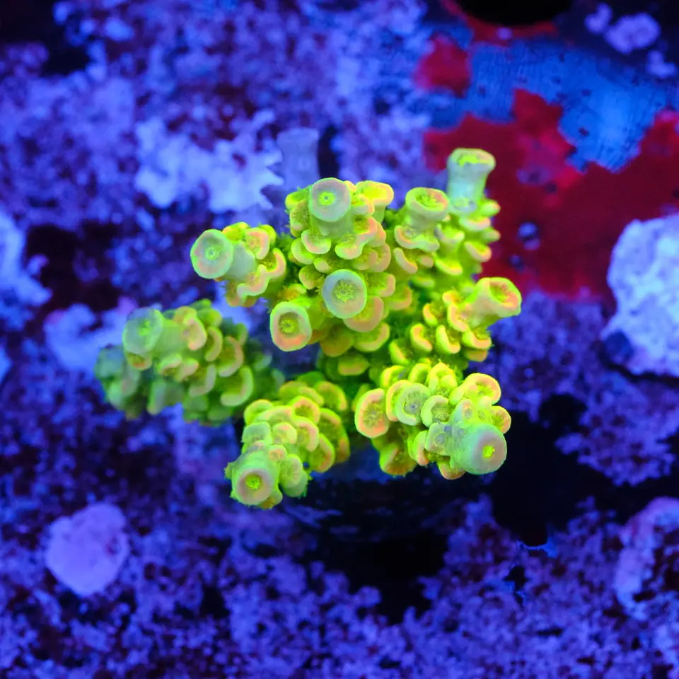Acropora tenuis peter pan 1