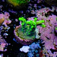 Acropora yoda - Thumbnail 2
