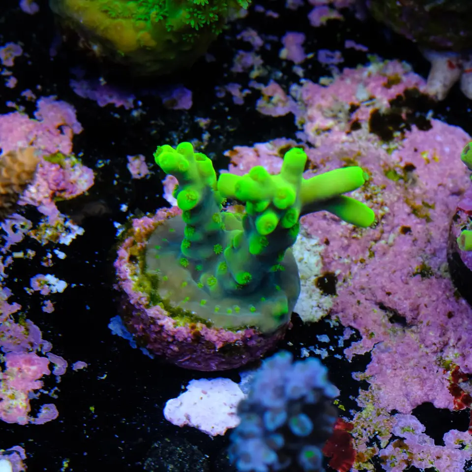 Acropora yoda 2
