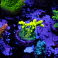 Acropora yoda - Thumbnail 1