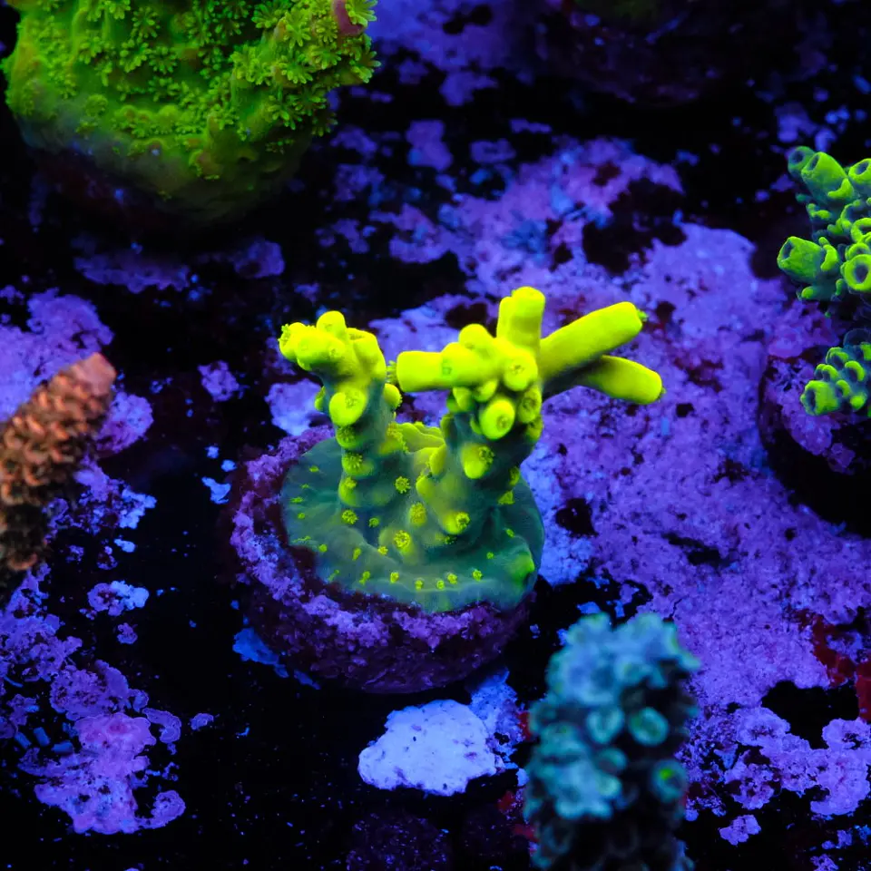 Acropora yoda 1