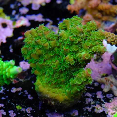 Acropora florida