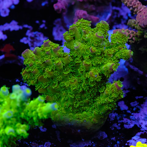 Acropora florida