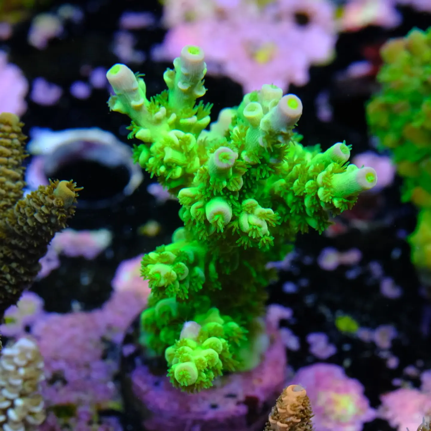 Acropora tenuis peter pan 2