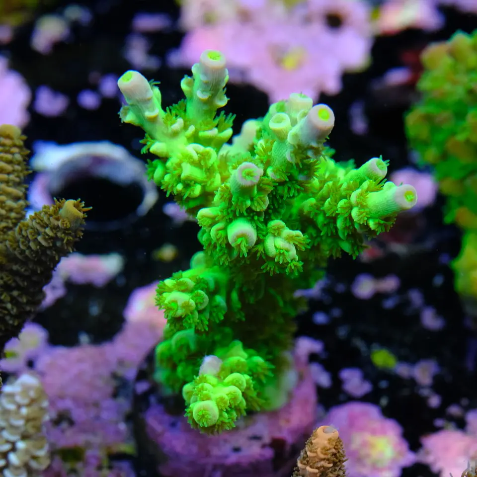Acropora tenuis peter pan 2