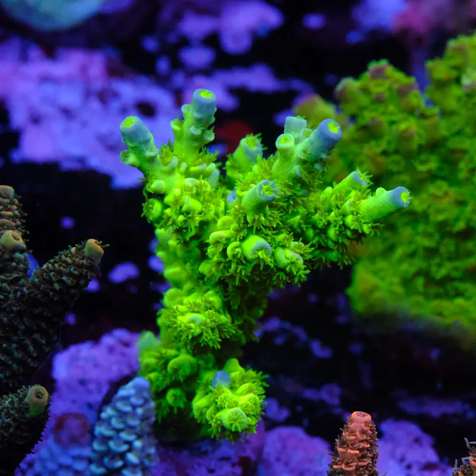 Acropora tenuis peter pan 1