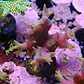 Seriatopora aculeata pink - Thumbnail 2