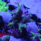 Seriatopora aculeata pink - Thumbnail 1