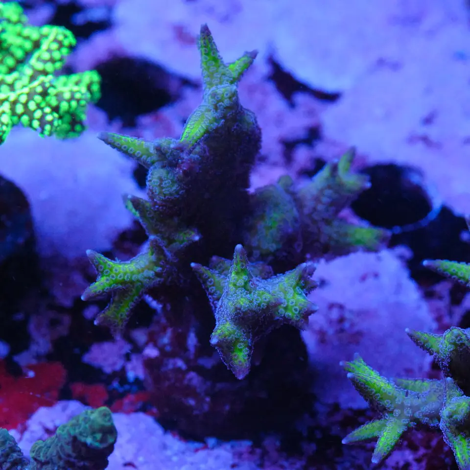 Seriatopora aculeata pink 1