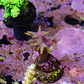 Seriatopora aculeata pink - Thumbnail 2