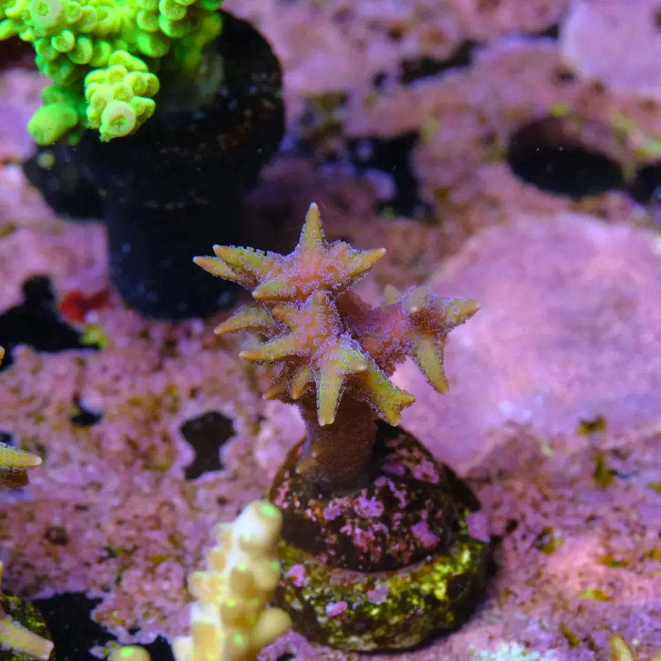 Seriatopora aculeata pink 2